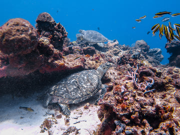 PROJECT Aware Fish Identification - Texas Scuba Academy